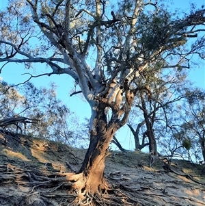 Eucalyptus sp. at Wilcannia, NSW by MB