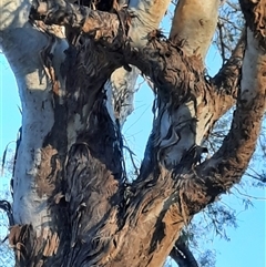 Eucalyptus camaldulensis at suppressed - 7 Sep 2020