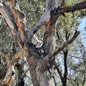 Eucalyptus (genus) at Wilcannia, NSW - suppressed