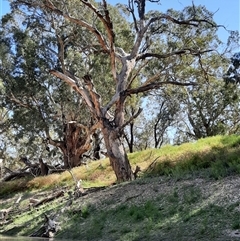 Eucalyptus (genus) at Wilcannia, NSW - suppressed