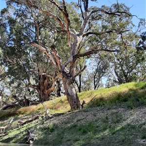 Eucalyptus sp. at Wilcannia, NSW - 5 Sep 2020