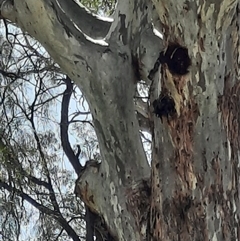 Eucalyptus camaldulensis (River Red Gum) at Wilcannia, NSW - 3 Sep 2020 by MB