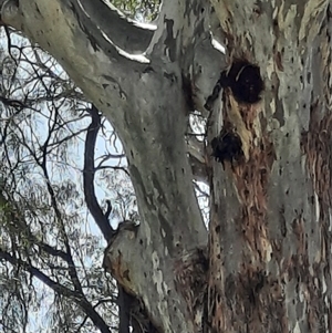 Eucalyptus sp. at Wilcannia, NSW by MB