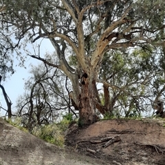 Eucalyptus camaldulensis at suppressed - suppressed