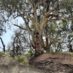 Eucalyptus camaldulensis at suppressed - suppressed