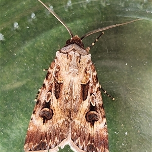 Agrotis munda at Gundaroo, NSW - 17 Nov 2024 10:26 AM