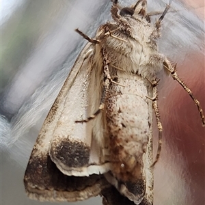 Agrotis munda at Gundaroo, NSW - 17 Nov 2024 10:26 AM