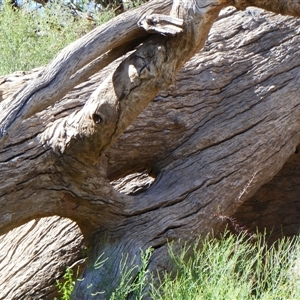 Eucalyptus sp. at Wilcannia, NSW - suppressed