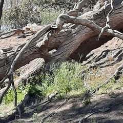 Eucalyptus sp. at Wilcannia, NSW - suppressed