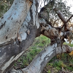 Eucalyptus camaldulensis (River Red Gum) at Wilcannia, NSW - 11 Sep 2020 by MB