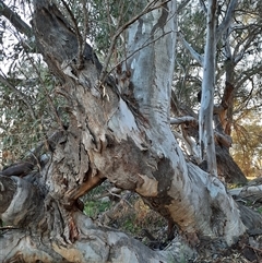 Eucalyptus camaldulensis at suppressed - 11 Sep 2020