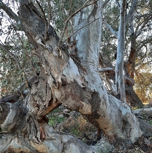 Eucalyptus camaldulensis at suppressed - 11 Sep 2020