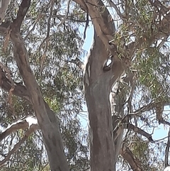 Eucalyptus camaldulensis (River Red Gum) at Wilcannia, NSW - 8 Sep 2020 by MB