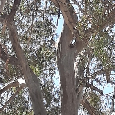 Eucalyptus camaldulensis (River Red Gum) at Wilcannia, NSW - 8 Sep 2020 by MB