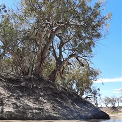 Eucalyptus camaldulensis at suppressed - suppressed