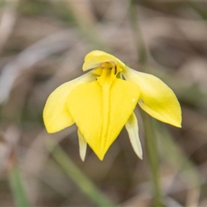 Diuris subalpina at Mount Clear, ACT - 16 Nov 2024