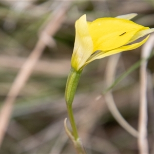 Diuris subalpina at Mount Clear, ACT - 16 Nov 2024