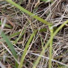 Diuris subalpina at Mount Clear, ACT - suppressed