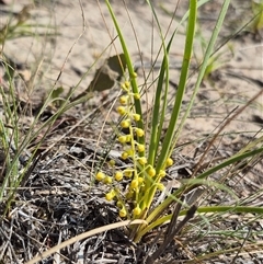 Lomandra filiformis subsp. coriacea (Wattle Matrush) at Mount Fairy, NSW - 16 Nov 2024 by clarehoneydove