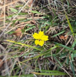 Goodenia hederacea subsp. hederacea at Mount Fairy, NSW - 16 Nov 2024 03:53 PM