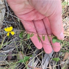 Goodenia hederacea subsp. hederacea at Mount Fairy, NSW - 16 Nov 2024 03:53 PM