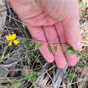 Goodenia hederacea subsp. hederacea at Mount Fairy, NSW - 16 Nov 2024 03:53 PM