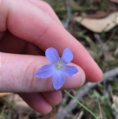 Wahlenbergia stricta subsp. stricta (Tall Bluebell) at Mount Fairy, NSW - 16 Nov 2024 by clarehoneydove