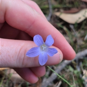 Wahlenbergia stricta subsp. stricta at Mount Fairy, NSW - 16 Nov 2024 03:41 PM