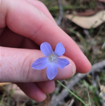 Wahlenbergia stricta subsp. stricta (Tall Bluebell) at Mount Fairy, NSW - 16 Nov 2024 by clarehoneydove