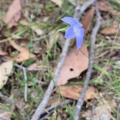 Wahlenbergia stricta subsp. stricta at Mount Fairy, NSW - 16 Nov 2024 03:41 PM