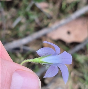 Wahlenbergia stricta subsp. stricta at Mount Fairy, NSW - 16 Nov 2024 03:41 PM