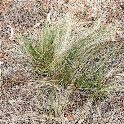 Nassella trichotoma (Serrated Tussock) at Watson, ACT - 16 Nov 2024 by abread111