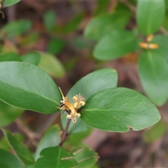 Persoonia laurina (Laurel Geebung) at Ulladulla, NSW - 15 Nov 2024 by Clarel