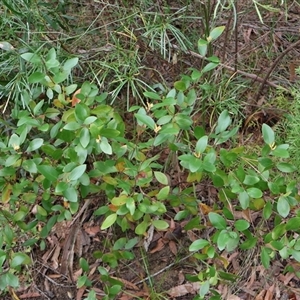 Persoonia laurina at Ulladulla, NSW - 15 Nov 2024