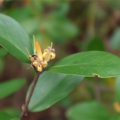 Persoonia laurina at Ulladulla, NSW - 15 Nov 2024