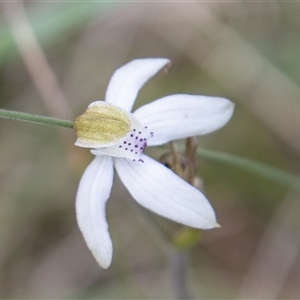 Caladenia moschata at Mount Clear, ACT - 16 Nov 2024