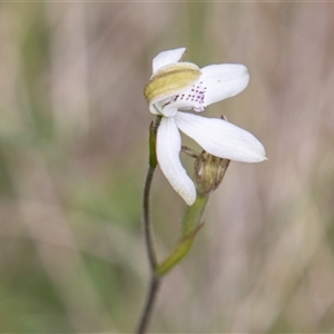 Caladenia moschata at Mount Clear, ACT - 16 Nov 2024