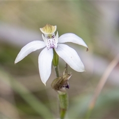 Caladenia moschata at Mount Clear, ACT - 16 Nov 2024