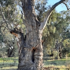 Eucalyptus camaldulensis (River Red Gum) at Wilcannia, NSW - 11 Sep 2020 by MB