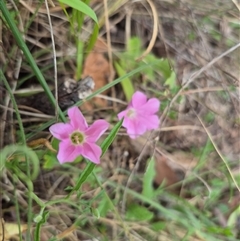 Convolvulus angustissimus subsp. angustissimus at Mount Fairy, NSW - 16 Nov 2024 by clarehoneydove