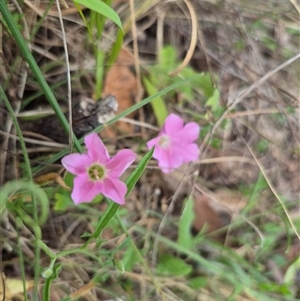 Convolvulus angustissimus subsp. angustissimus (Australian Bindweed) at Mount Fairy, NSW by clarehoneydove