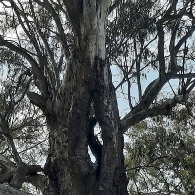 Eucalyptus sp. at Wilcannia, NSW - 12 Sep 2020 by MB