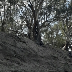Eucalyptus camaldulensis at suppressed - suppressed