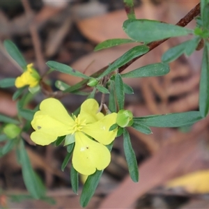 Hibbertia linearis at Ulladulla, NSW by Clarel