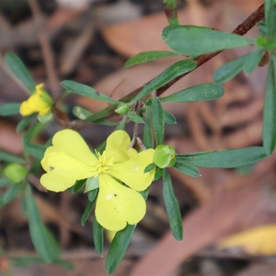 Hibbertia linearis at Ulladulla, NSW - 15 Nov 2024 by Clarel