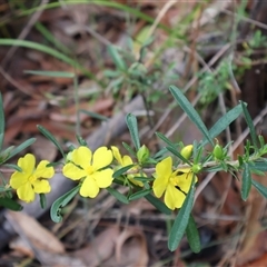 Hibbertia linearis at Ulladulla, NSW - 15 Nov 2024 03:47 PM