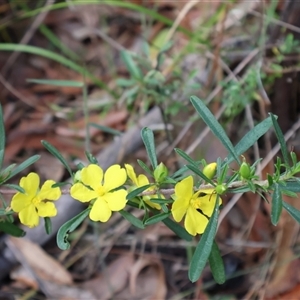 Hibbertia linearis at Ulladulla, NSW - 15 Nov 2024 03:47 PM