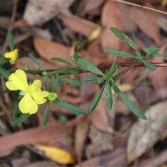 Hibbertia linearis at Ulladulla, NSW - 15 Nov 2024 03:47 PM