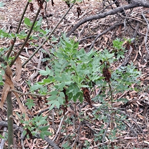 Fraxinus angustifolia (Desert Ash) at Watson, ACT by abread111