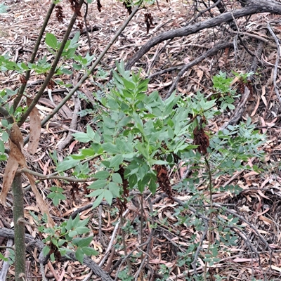 Fraxinus angustifolia (Desert Ash) at Watson, ACT - 16 Nov 2024 by abread111